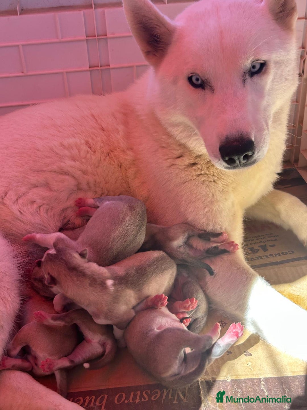 Husky Siberiano perros en venta: HUSKY SIBERIANO - Imagen 1