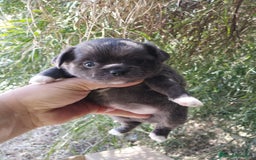 Chihuahua perros en venta: Chihuahua hembra toys - Imagen 1