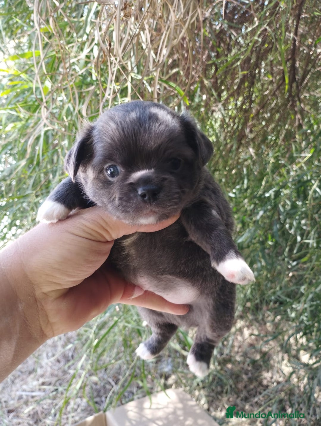 Chihuahua perros en venta: Chihuahua hembra toys - Imagen 1
