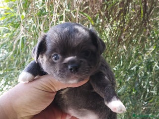 Chihuahua perros - Anuncio 12