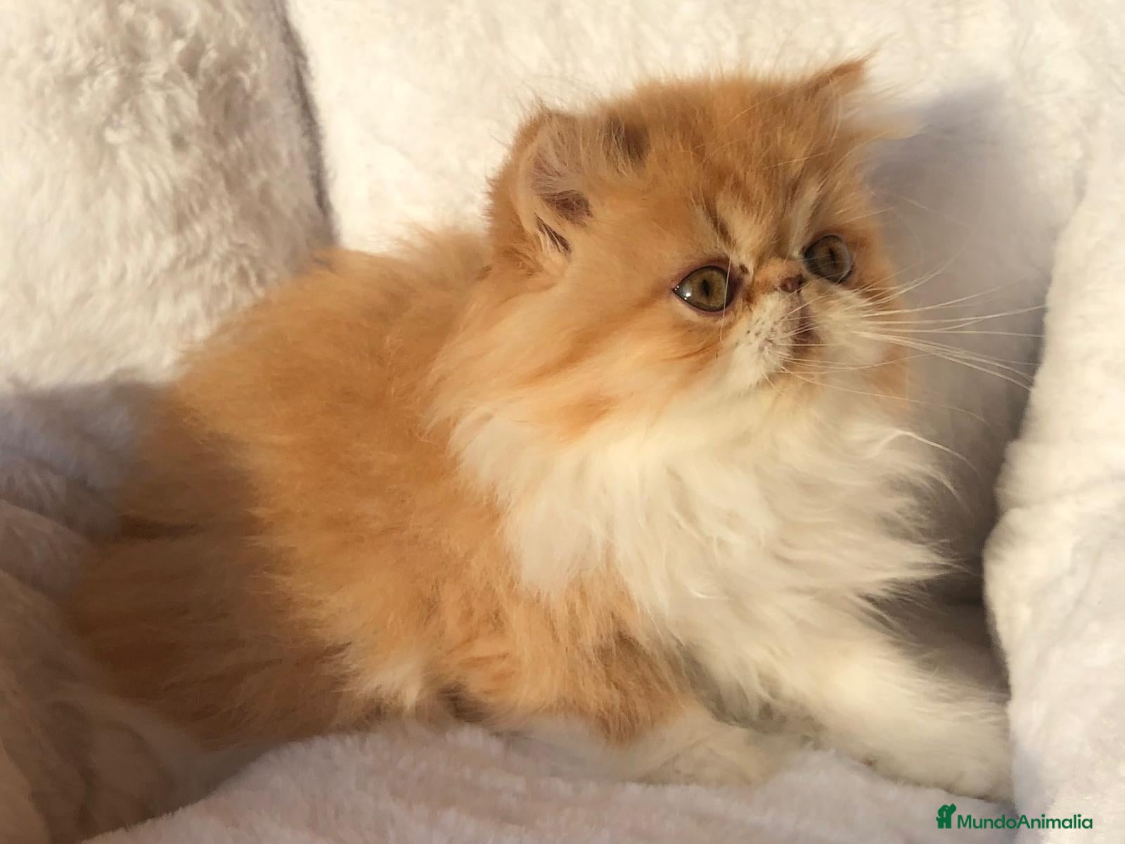 Persa gatos GATITA PERSA BICOLOR BLANCA Y NARANJA - Anuncio 2