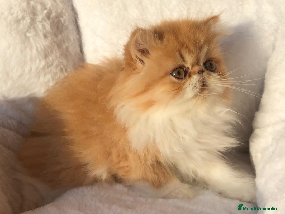 Persa gatos en venta: GATITA PERSA BICOLOR BLANCA Y NARANJA - Anuncio 2