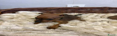 Pinscher Miniatura 2