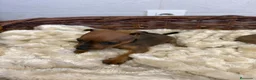 Pinscher Miniatura perros en venta: MINI PINSCHER - Anuncio 4