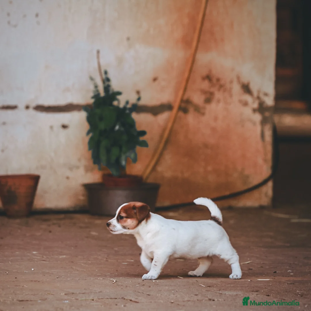 Imagen de galería {{count}}