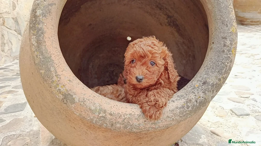 Caniche Toy perros en venta: caniche toy - Anuncio 1