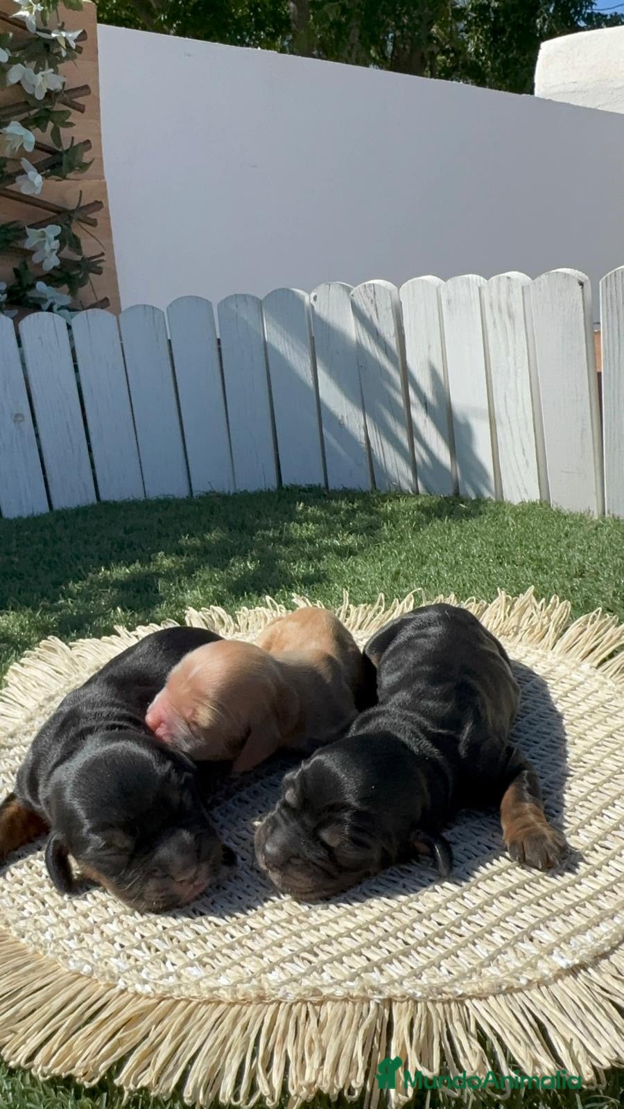 Cocker Spaniel Inglés perros COCKER SPANIEL INGLÉS  - Anuncio 3