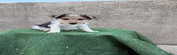 Fox Terrier de Pelo Duro perros en venta: Fox Terrier - Anuncio 17