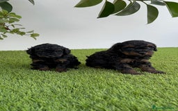 Caniche Toy perros en venta: CANICHE TOY HEMBRA - Imagen 22