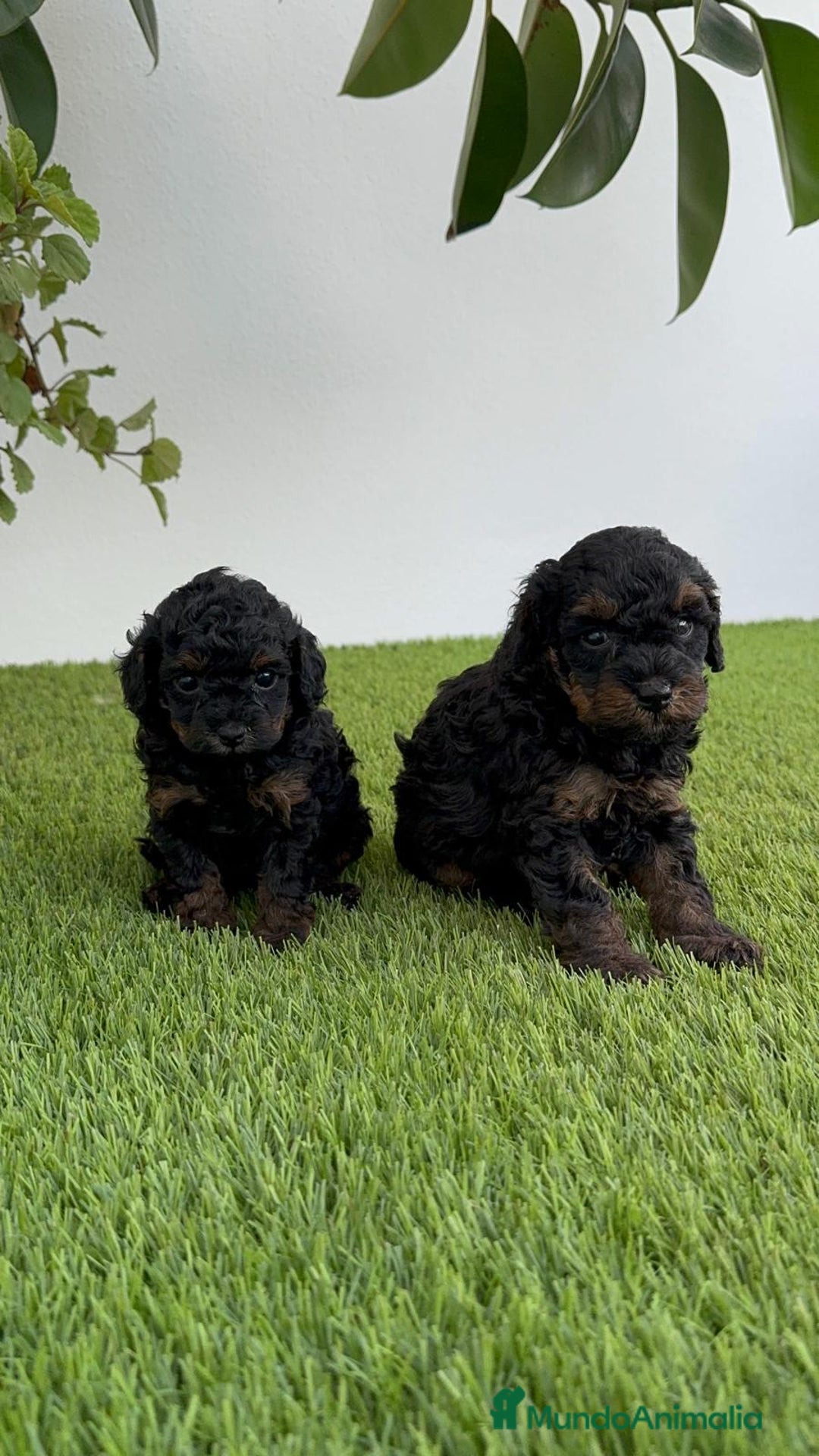 Caniche Toy perros en venta: CANICHE TOY HEMBRA - Imagen 22
