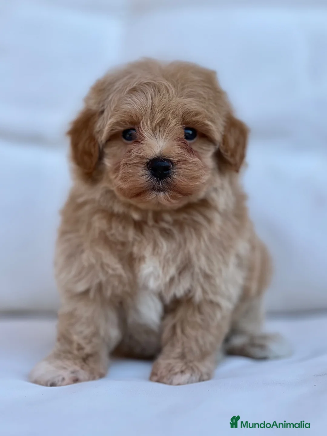 Maltipoo perros en venta: PRECIOSO MACHITO MALTIPOO  - Anuncio 2