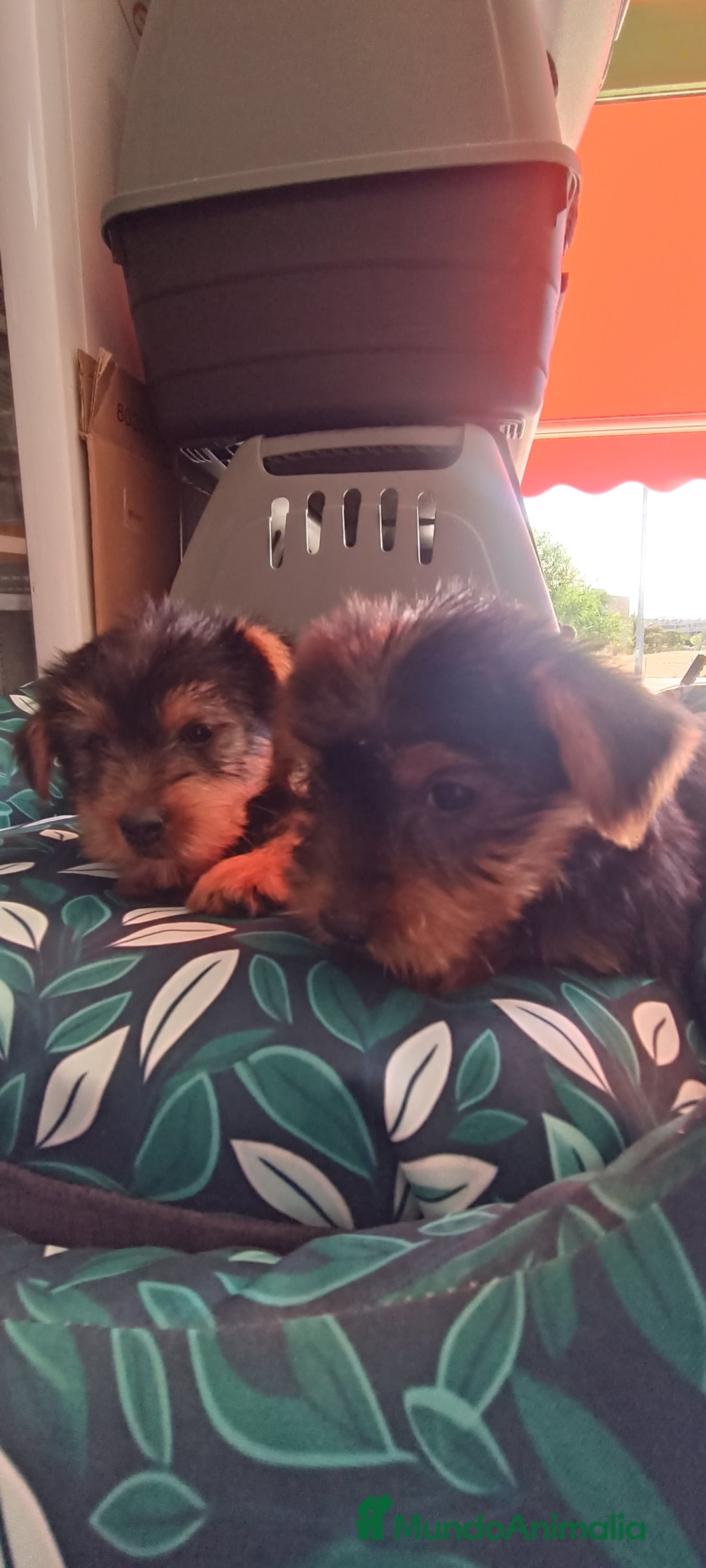 Yorkshire Terrier perros en venta: Cachorros de Yorkshire  - Imagen 3