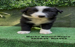 Border Collie perros en venta: Border Collie De Villa Biznaga - Imagen 5