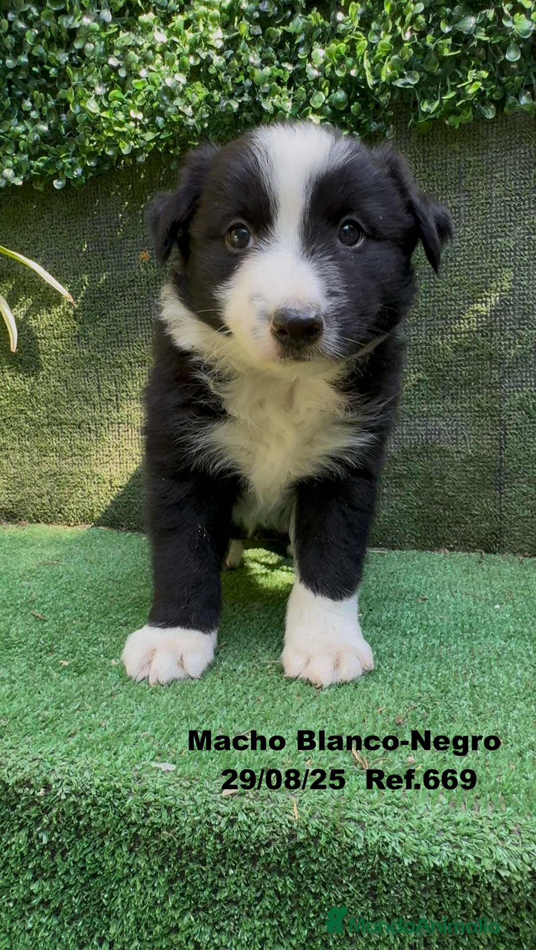 Border Collie perros en venta: Border Collie De Villa Biznaga - Imagen 5