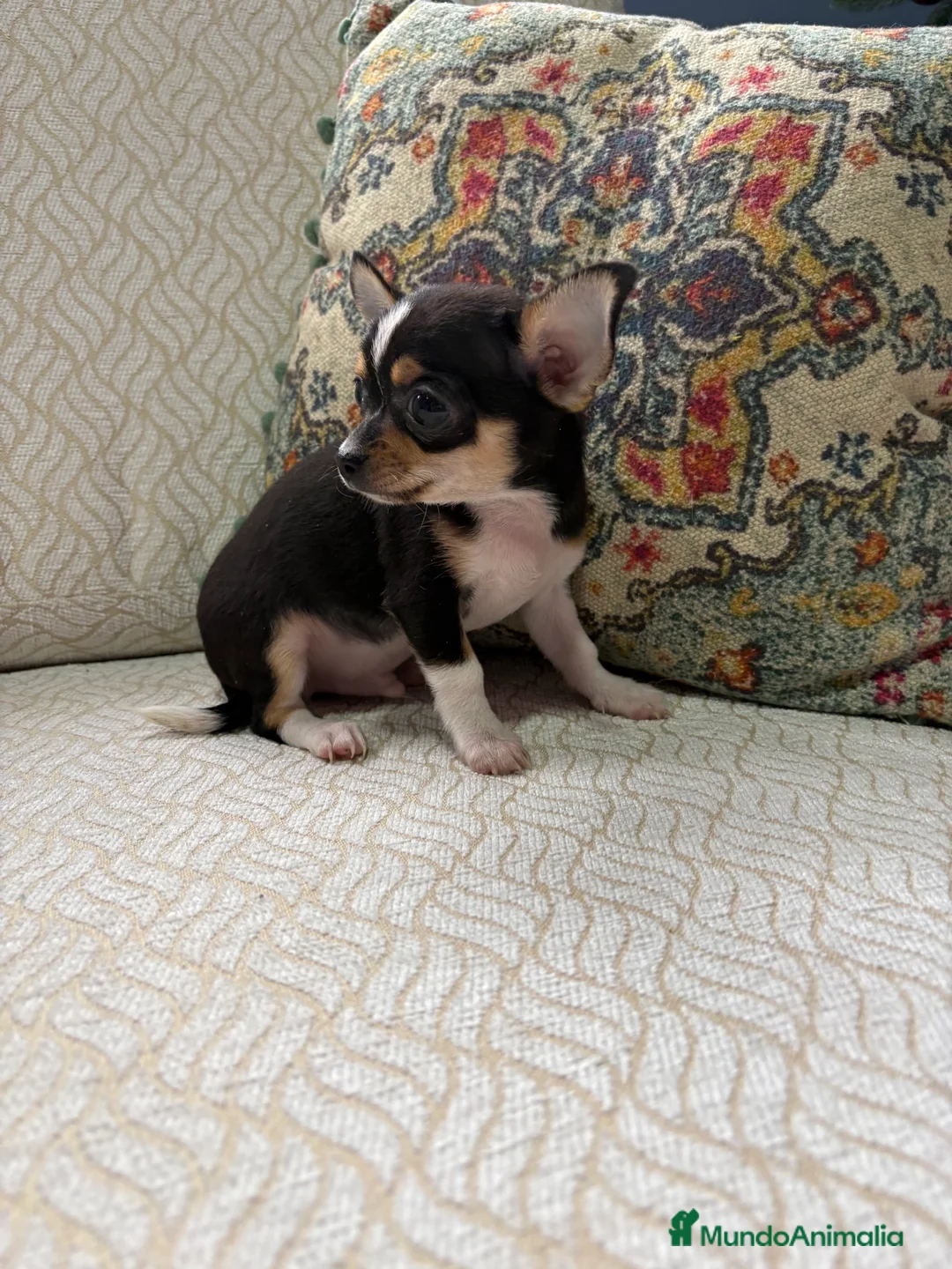 Chihuahua perros en venta: Macho chihuahua Toy tricolor  - Anuncio 14