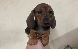Teckel perros en venta: Teckel kaninchen  - Imagen 1