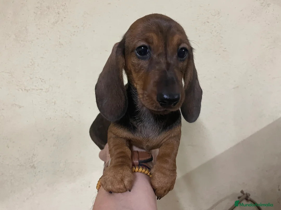 Teckel perros en venta: Teckel kaninchen  - Anuncio 1