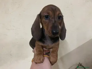 Teckel perros Teckel kaninchen - Anuncio 21