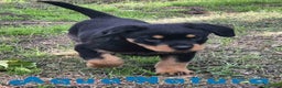 Rottweiler perros en venta: Rottweiler Macho - AQUANATURA en Barcelona - Anuncio 4