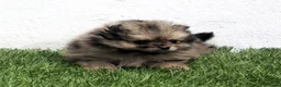 Pomerania perros en venta: Pomerania - Anuncio 2