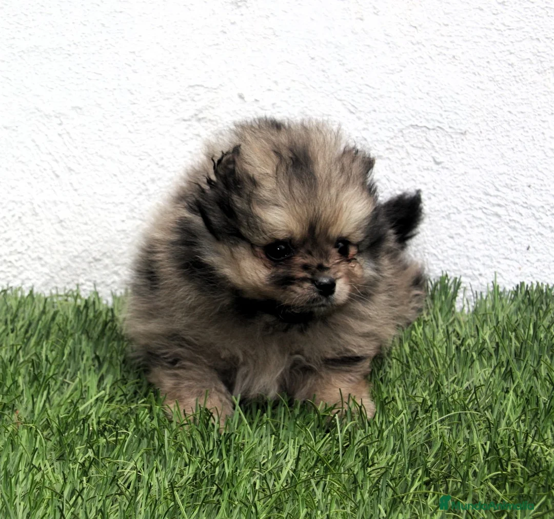 Pomerania perros en venta: Pomerania - Anuncio 2