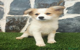 Raza Mixta perros en venta: BORDERPOM macho (pomerania + border collie) - Imagen 4