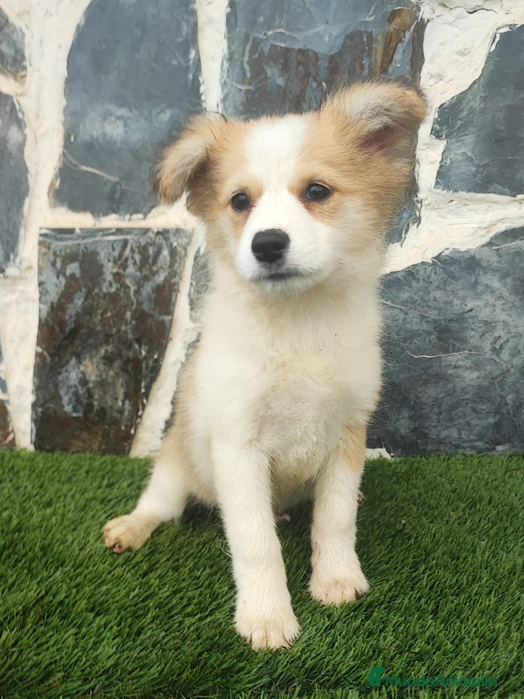 Raza Mixta perros en venta: BORDERPOM macho (pomerania + border collie) - Imagen 4