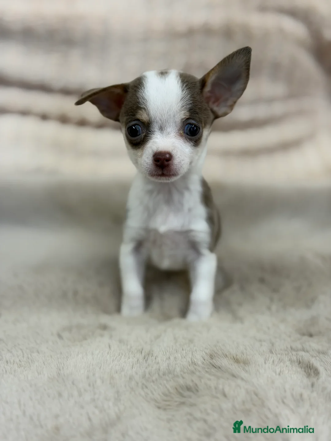 Chihuahua perros en venta: Chihuahua Minitoy  - Anuncio 1