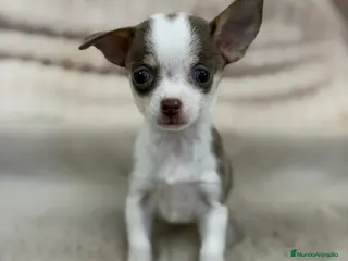 Chihuahua perros Chihuahua Minitoy - Anuncio 3