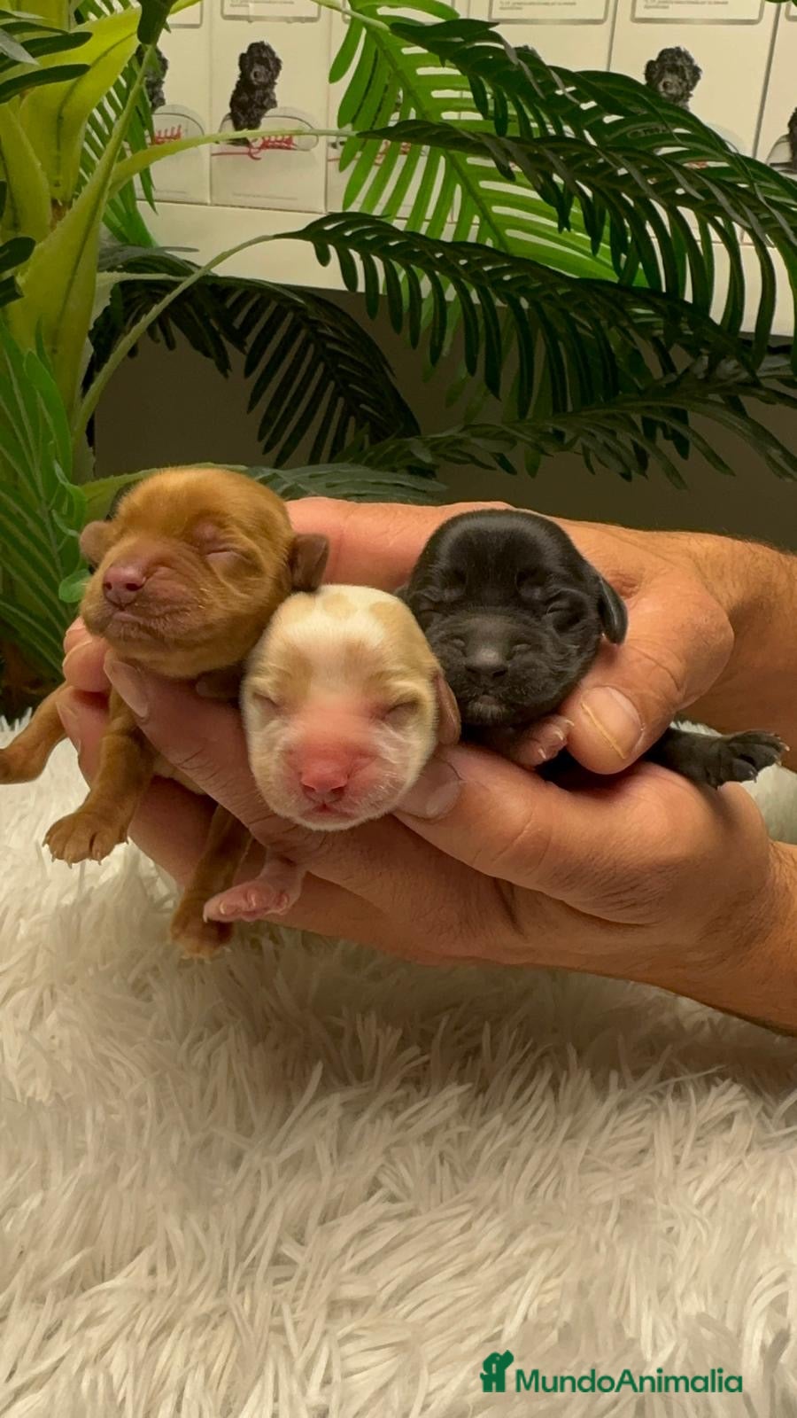 Cocker Spaniel Inglés perros COCKER SPANIEL INGLES - Anuncio 1