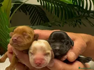 Cocker Spaniel Inglés perros COCKER SPANIEL INGLES - Anuncio 1