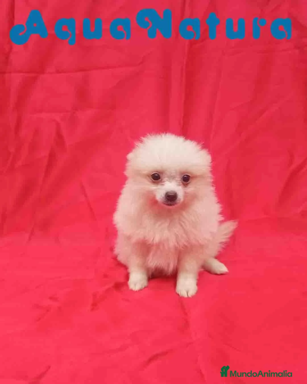 Pomerania perros en venta:  Pomerania Macho de Japi y Pompom 8302 AQUANATURA - Anuncio 2