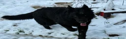 Pastor Alemán perros en venta: Pastor alemán de pelo largo - Anuncio 9