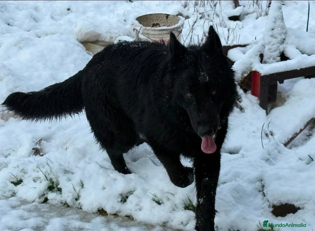 Pastor Alemán perros en venta: Pastor alemán de pelo largo - Anuncio 9