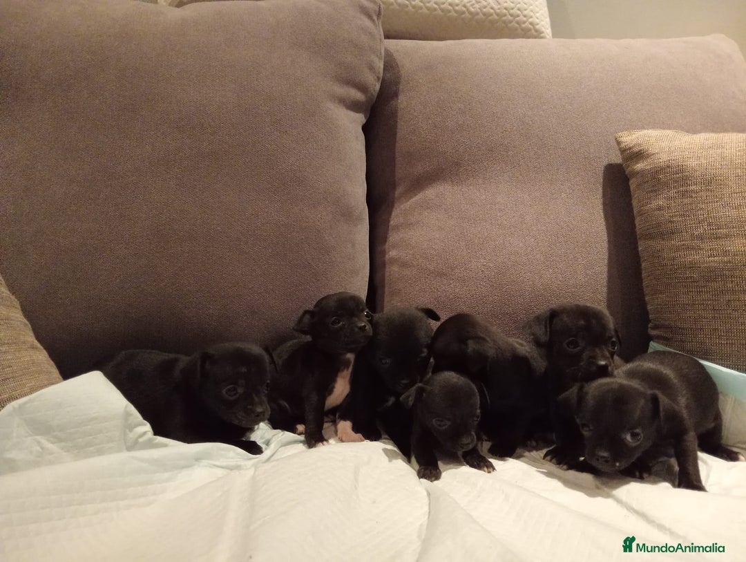 Chihuahua perros en venta: Chihuahuas toy cabeza manzana hembras - Imagen 6
