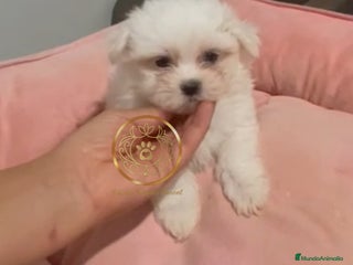Bichón Maltés perros - Anuncio 31