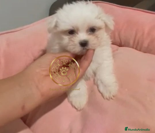 Bichón Maltés perros - Anuncio 2