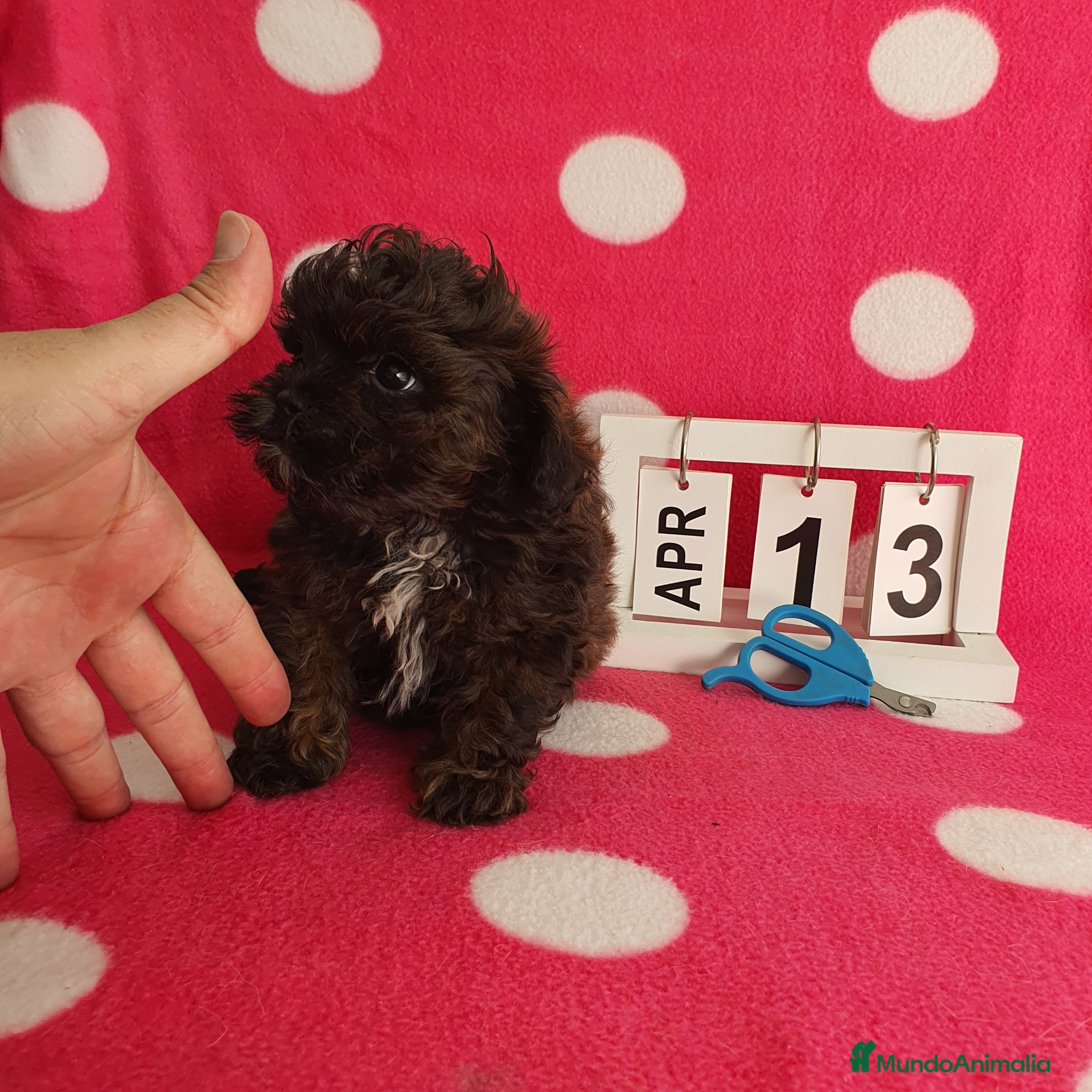 Maltipoo perros Maltipoo  - Anuncio 2