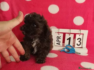 Maltipoo perros Maltipoo - Anuncio 8