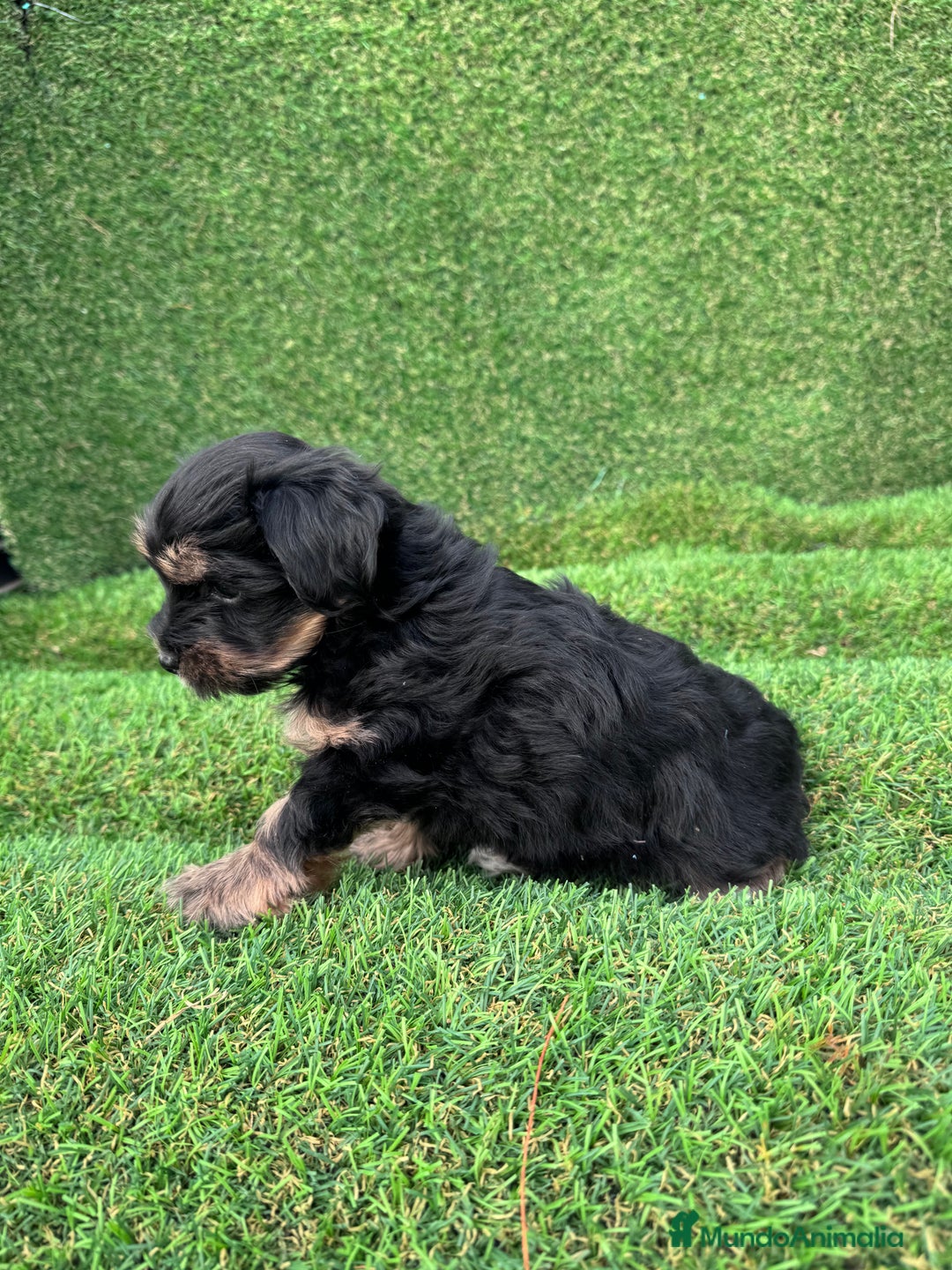 Yorkshire Terrier perros en venta: YORKSHIRE ESPECTACULARES LISTOS PARA ENTREGAR  - Anuncio 1