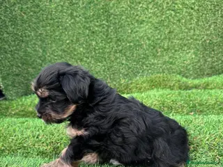 Yorkshire Terrier perros YORKSHIRE ESPECTACULARES LISTOS PARA ENTREGAR - Anuncio 31