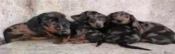Teckel perros en venta: Teckel - Anuncio 5