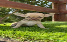 Chihuahua perros en venta: CHIHUAHUA MACHO  - Imagen 2