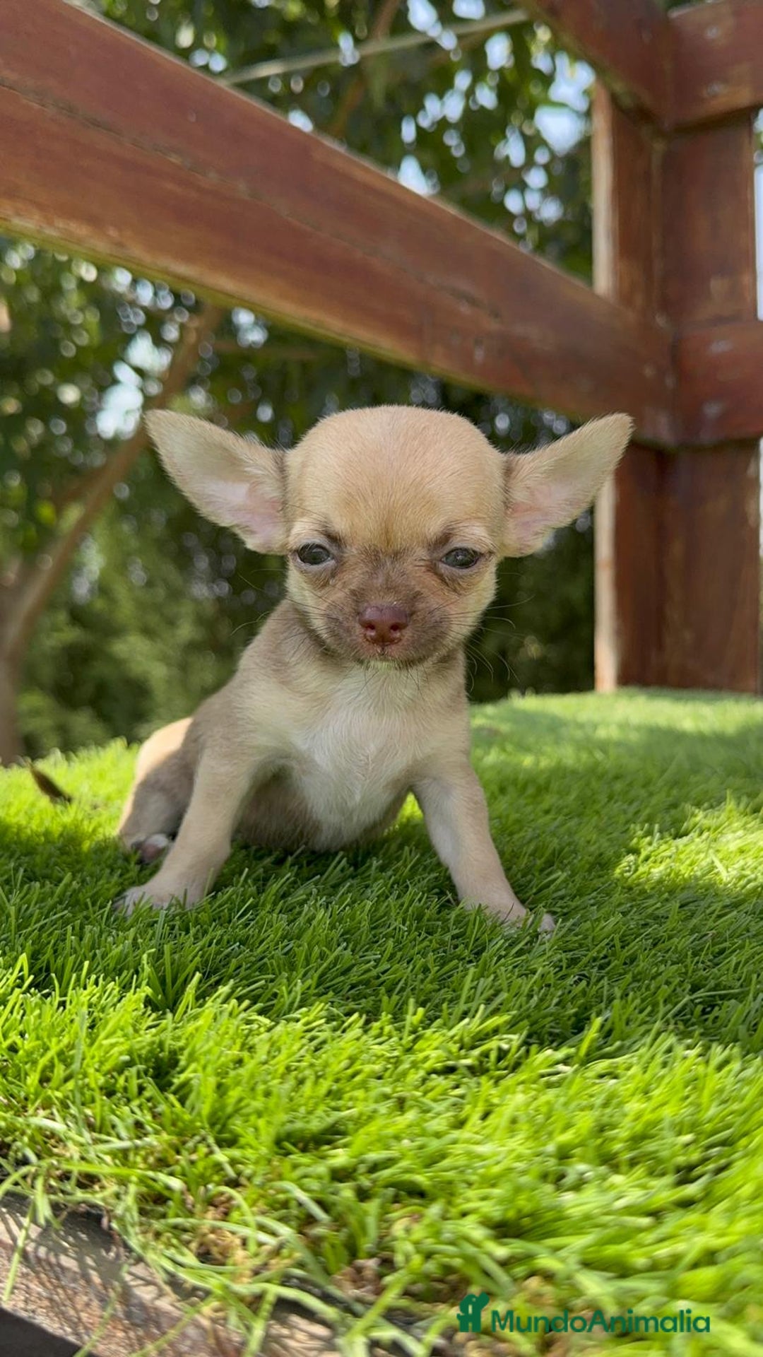 Chihuahua perros en venta: CHIHUAHUA MACHO  - Imagen 2