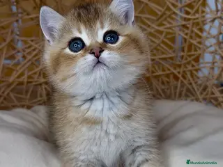 Británico de Pelo Corto gatos ✨ Últimos machito disponible ✨ - Anuncio 3