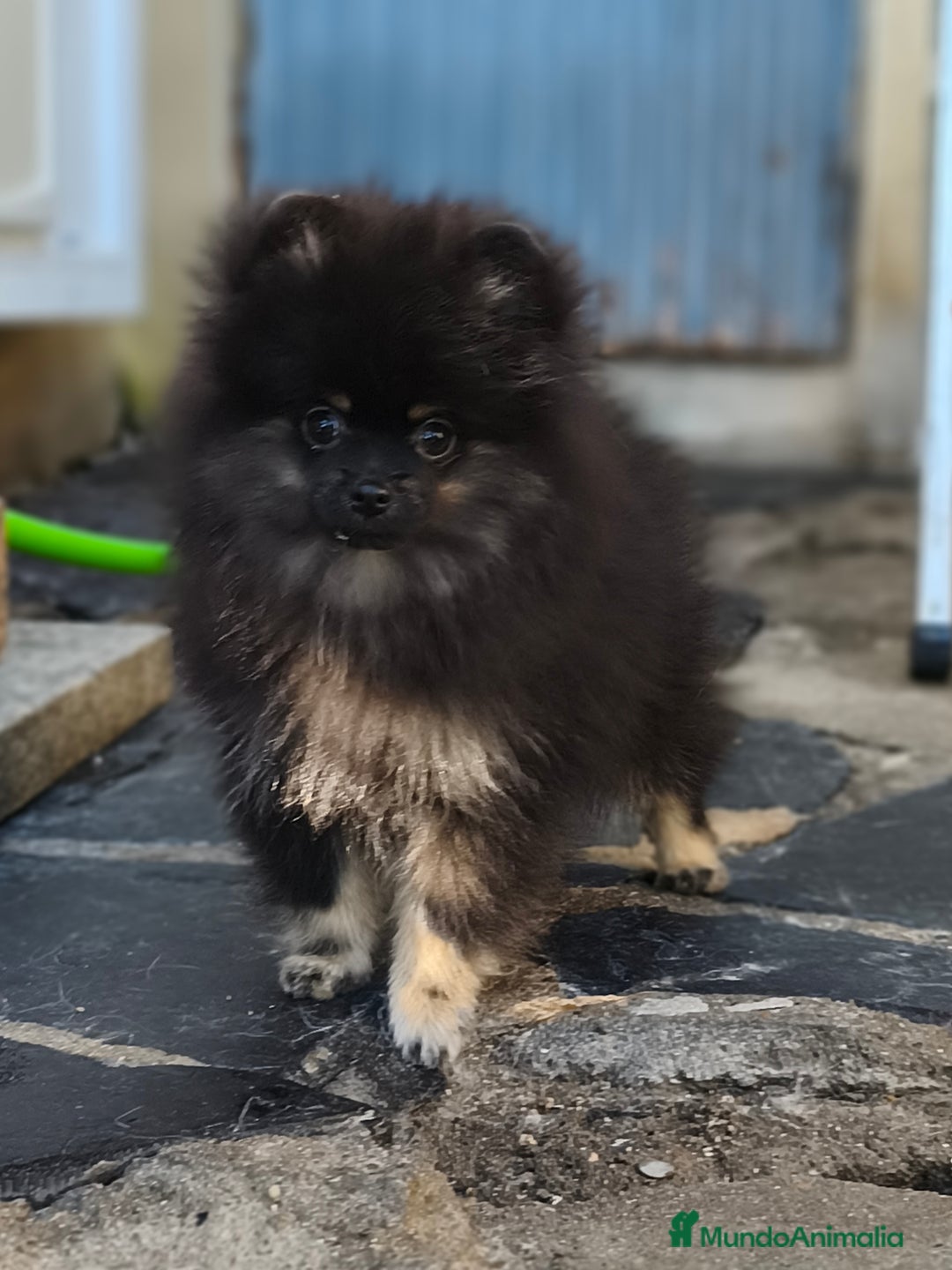 Pomerania perros en venta: Pomeranian línea rusa y coreana Madrid y Cáceres  - Anuncio 5