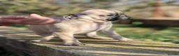 Carlino - Pug perros en venta: CARLINO PUG NACIONAL DISPONIBLE en Barcelona - Anuncio 4