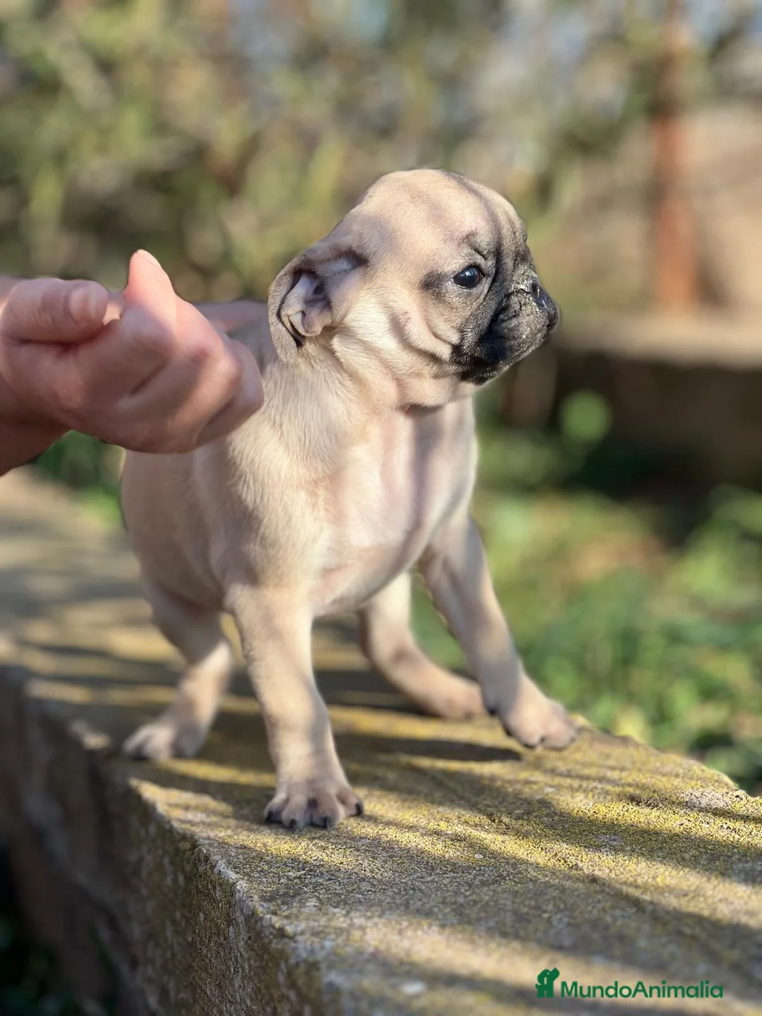 Carlino - Pug perros en venta: CARLINO PUG NACIONAL DISPONIBLE en Barcelona - Anuncio 4