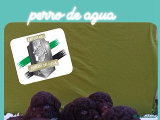 Perro de Agua Español perros Perro de agua español - Anuncio 8