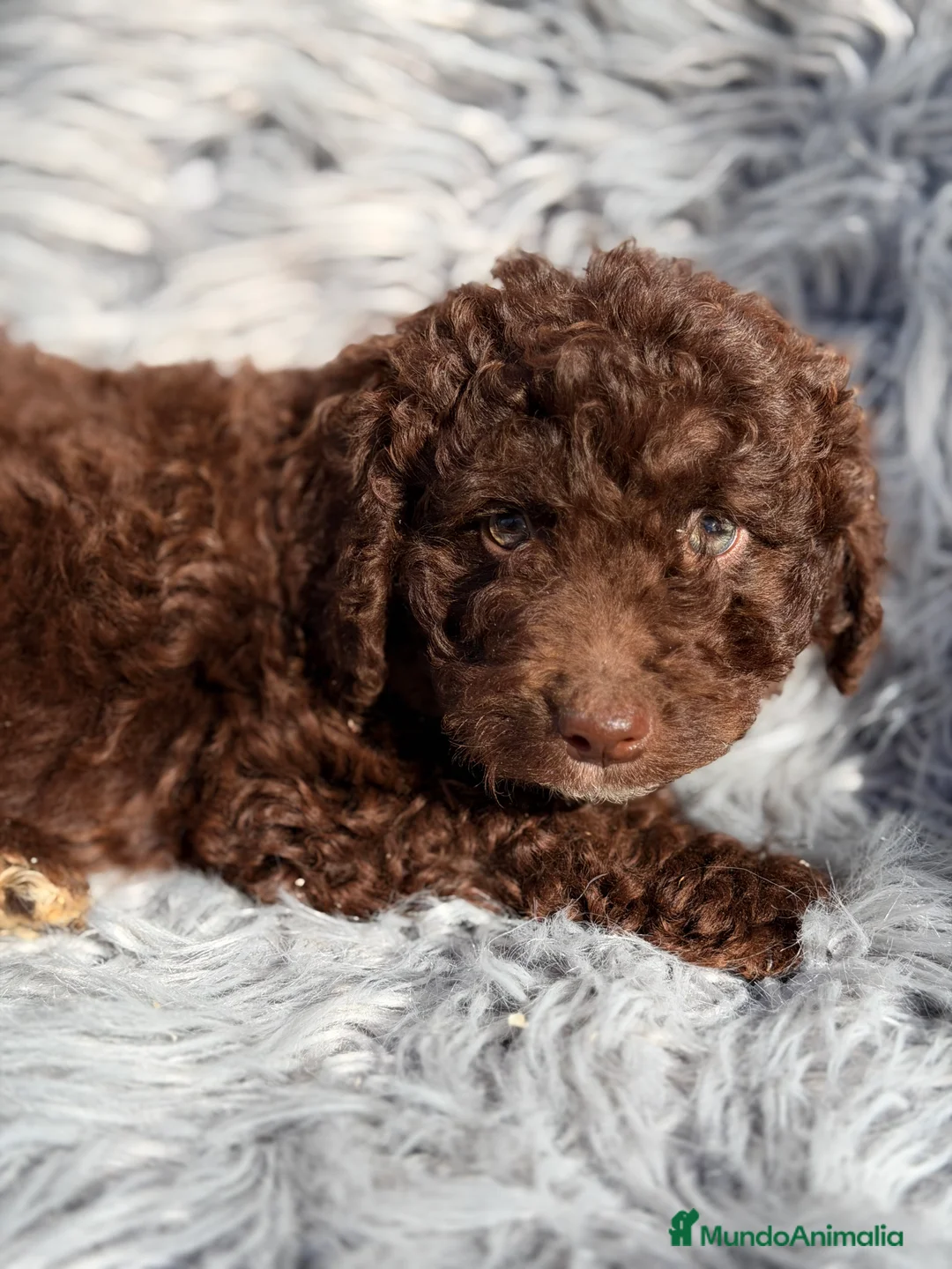 Perro de Agua Español perros en venta: Pdae chocolate  - Anuncio 3